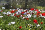anemone coronaria, flowers, flower field
