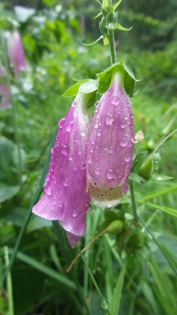 Free Foxglove Flower photo and picture