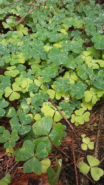 Free Green Shamrock photo and picture