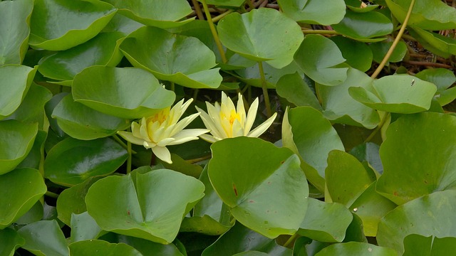Free Water Lilies Yellow photo and picture