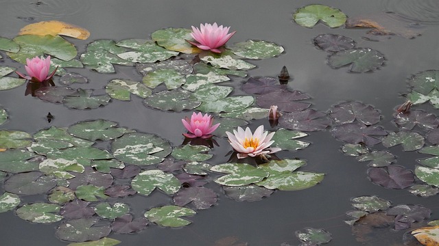 Free Water Lilies Aquatic Plant photo and picture