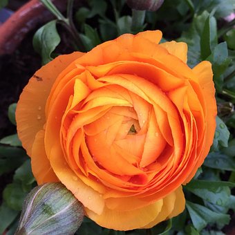 Free Rose Orange photo and picture