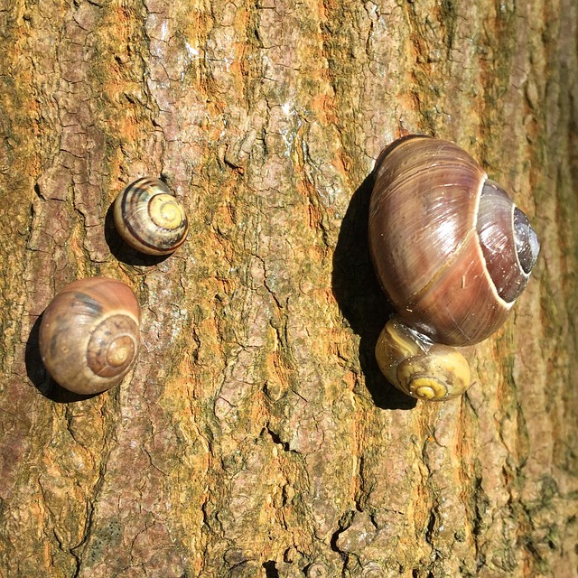Free Snail Tree photo and picture