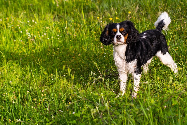 Free Dog Nature photo and picture