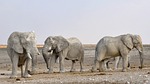 elephant, herd of elephants, africa
