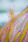 drosera capensis, cape sundew, sundew
