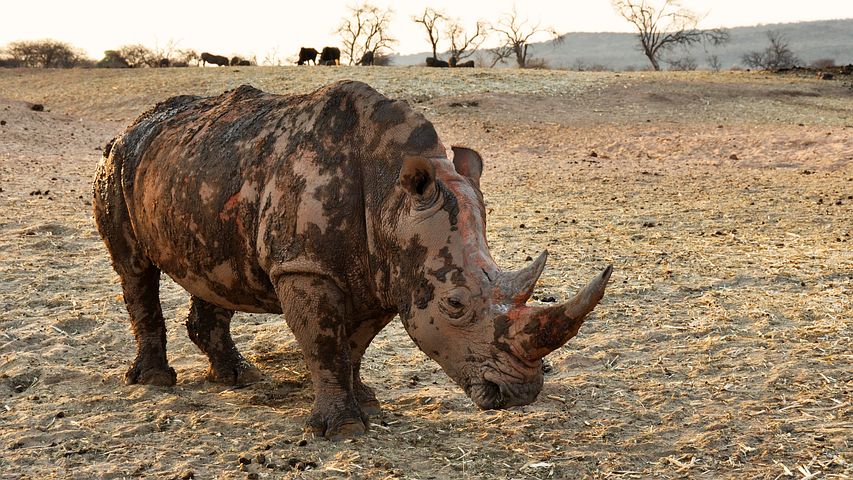 800+ kostenlose Nashorn und Afrika-Bilder - Pixabay
