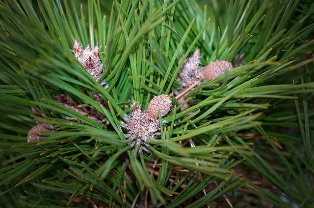 Free Pine Plant photo and picture