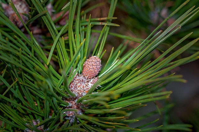Free Pine Plant photo and picture