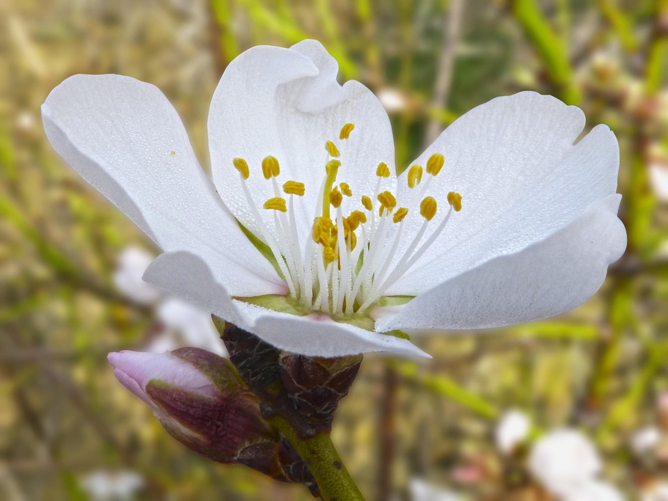 Almond Blossoms Dew Detail - Free photo on Pixabay - Pixabay