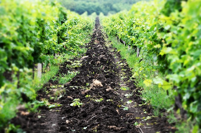 Free Vineyard Napa photo and picture