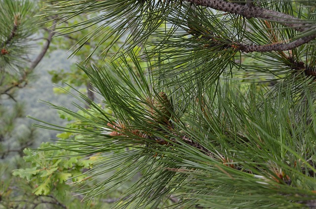 Free Branch Nature photo and picture