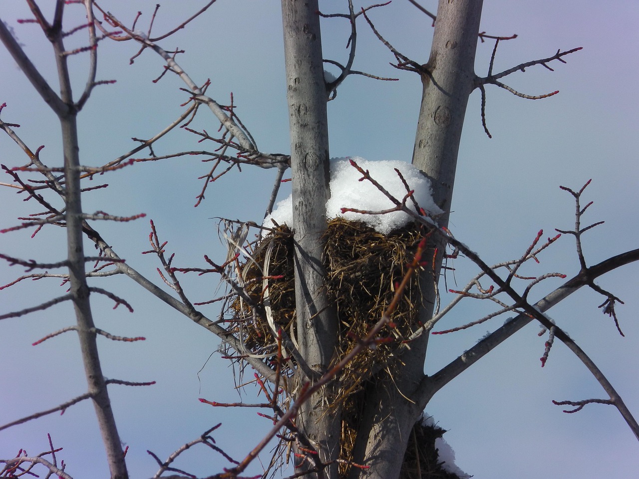 100+ Free Sky Nest & Nest Images Pixabay