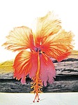 flower, native, flora