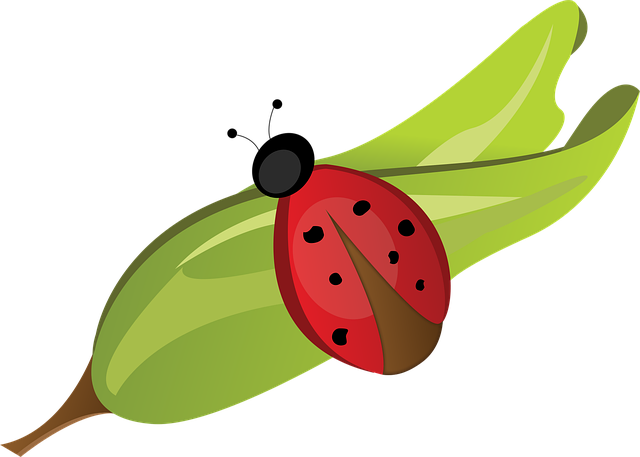 Free ladybug leaf red vector