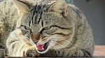 cat, growling, wild