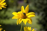 flower, fly, nature