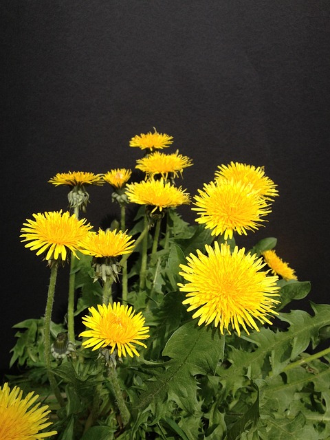 Free Dandelion Flower Wallpaper photo and picture