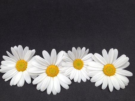Free Marguerite Background photo and picture