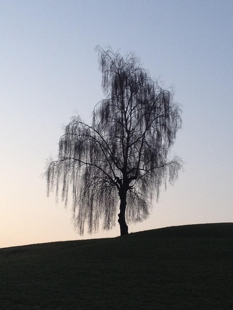 Free Fall Birch photo and picture