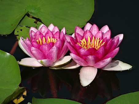 Free Lotus Water Lily photo and picture