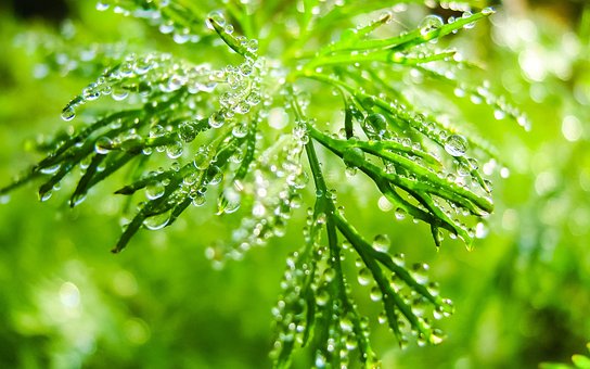 Dimineaţă, Macro Fotografie, Plante