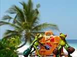 holiday, luggage, palm trees