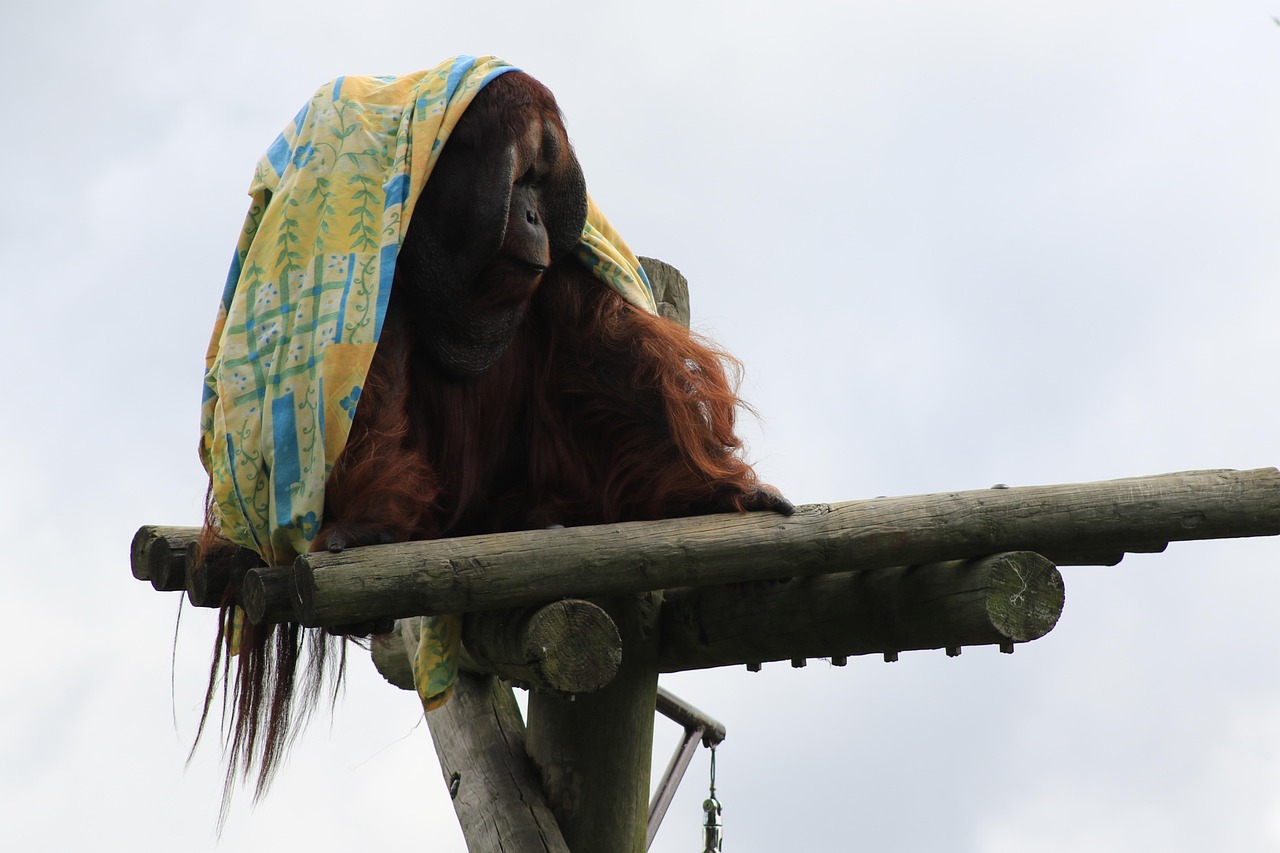 Monkey - free online jigsaw puzzle photo