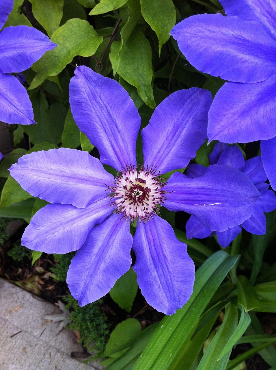 Lilla Blomst Klematis Have Gratis Foto P Pixabay Pixabay