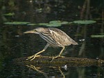 young little bittern, fledglings, animals