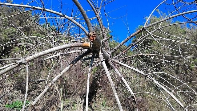 Free Tree Trunk photo and picture