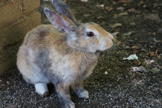 Free Rabbit Okunoshima photo and picture