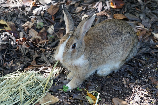 Free Rabbit Okunoshima photo and picture