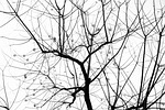 tree, branch, defoliation