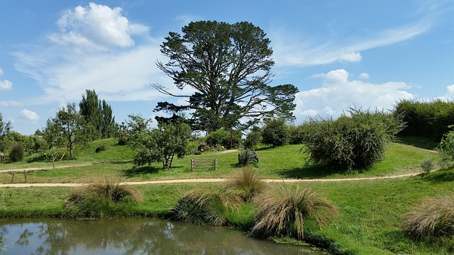 Free Tree Landscape photo and picture