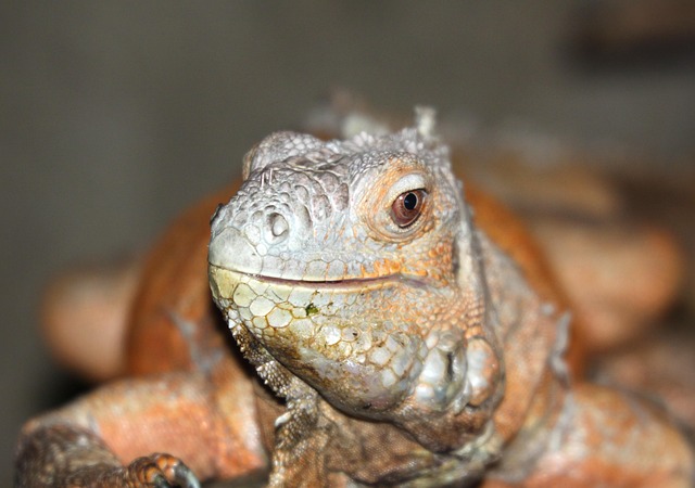Free Iguana Nature photo and picture