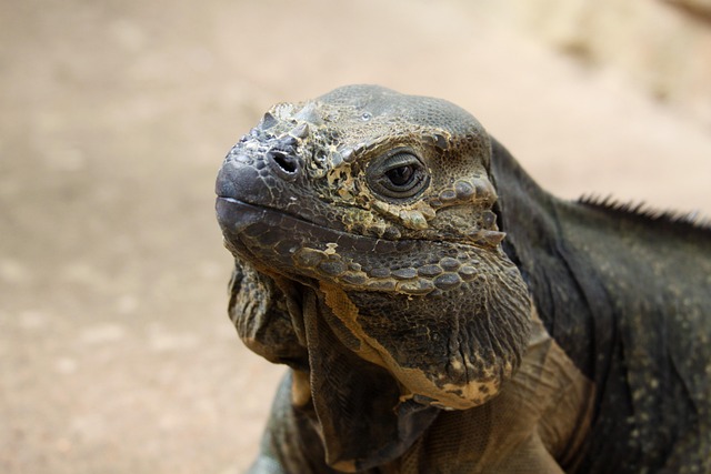 Free Iguana Lizard photo and picture