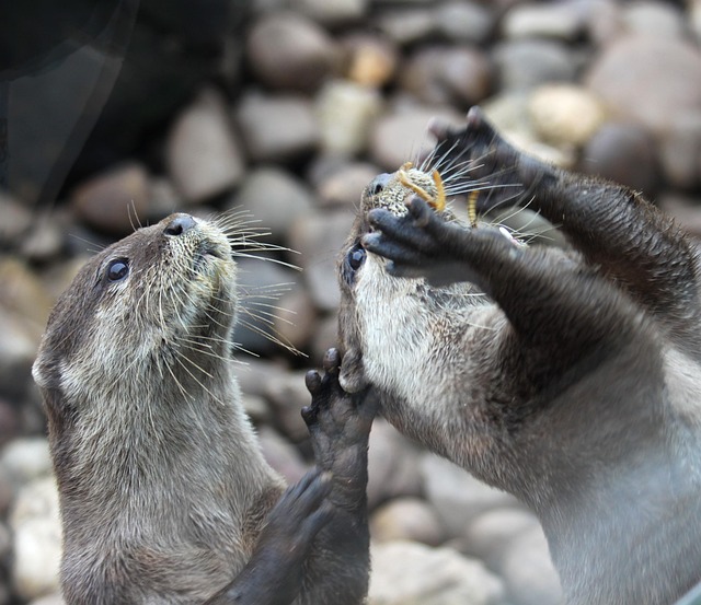 Free Otter Cute photo and picture
