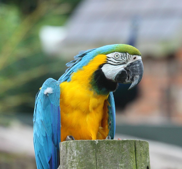 Free Parrot Bird photo and picture
