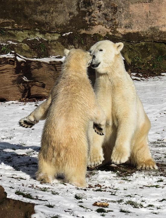 Polar Bear Play Fight · Free photo on Pixabay