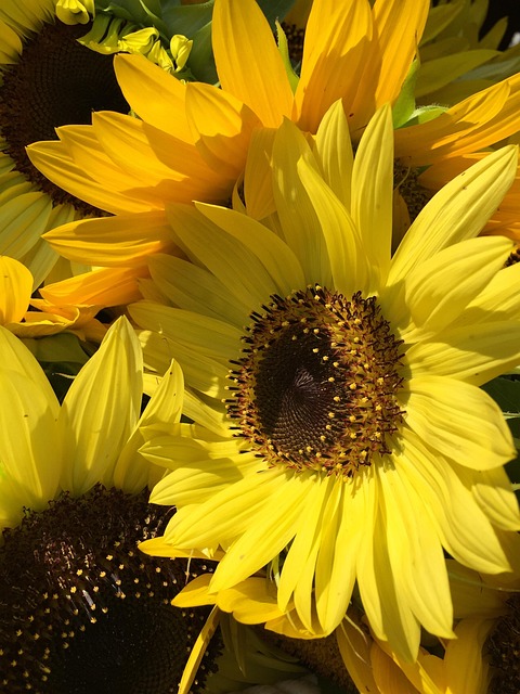 Free Sunflower Flower photo and picture