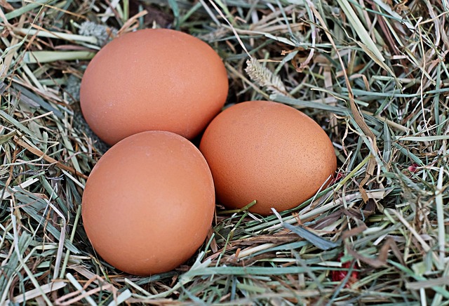 Des ufs Oeufs De Poule Bronzer Photo Gratuite Sur Pixabay Des ufs Oeufs De Poule Bronzer Photo Gratuite Sur Pixabay