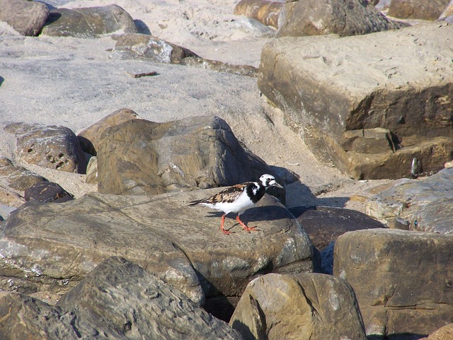 Free Bird Stone photo and picture