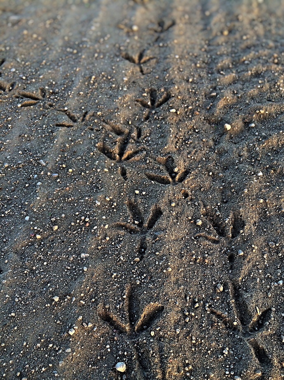 30,000+ Free Bird Footprints & Footprint Images - Pixabay