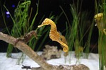 sea horse, is, horsey