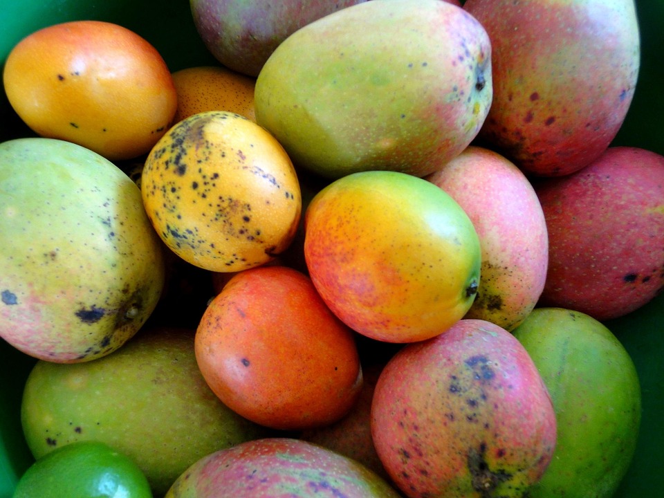 mango frugt mango frugt