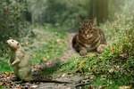 cat, rat, hunting