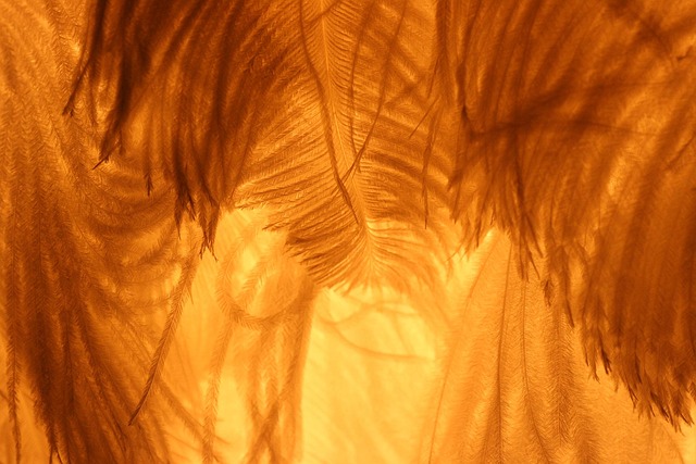 Free Light A Lamp photo and picture