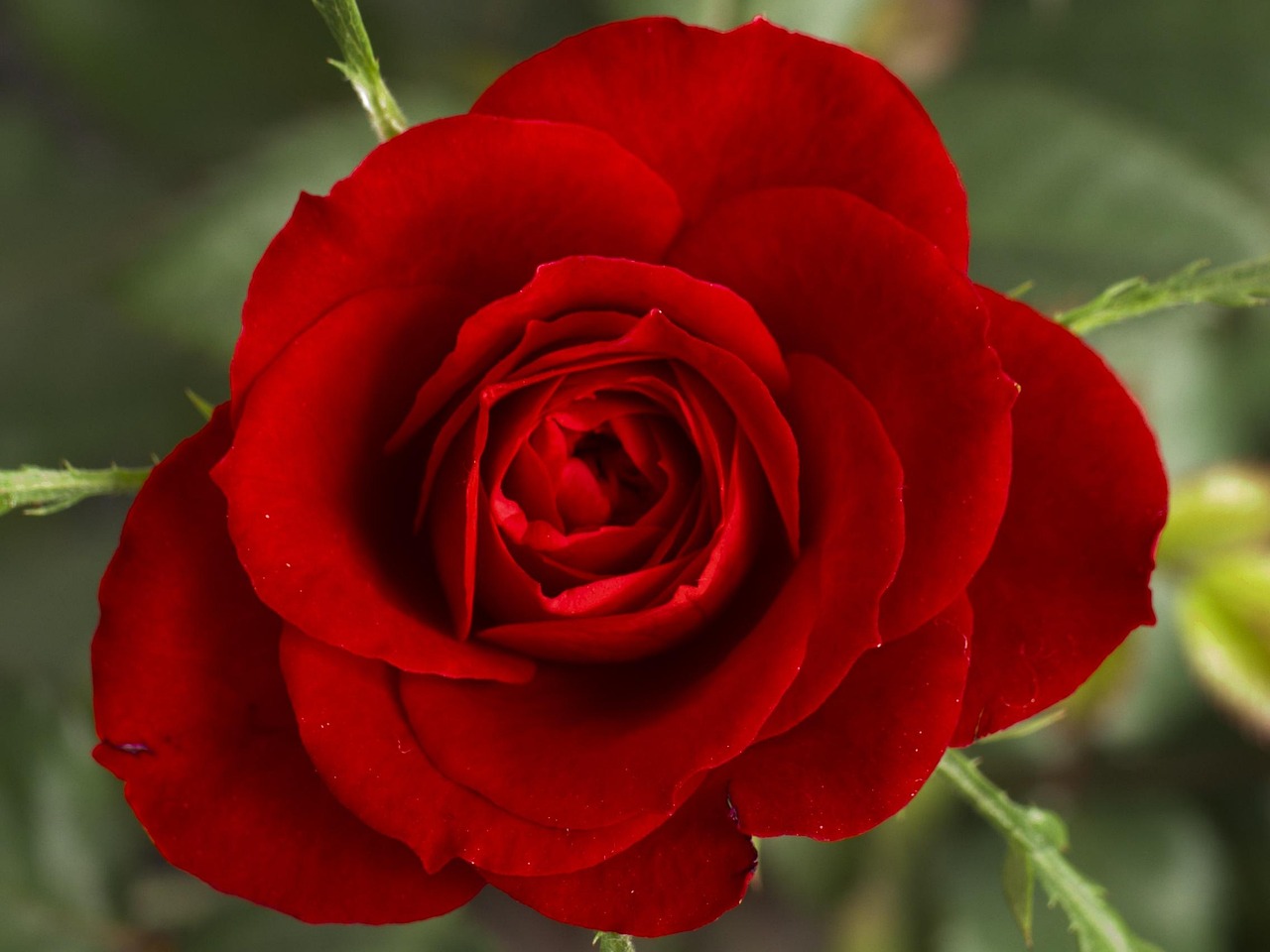 Roseira Vermelha
