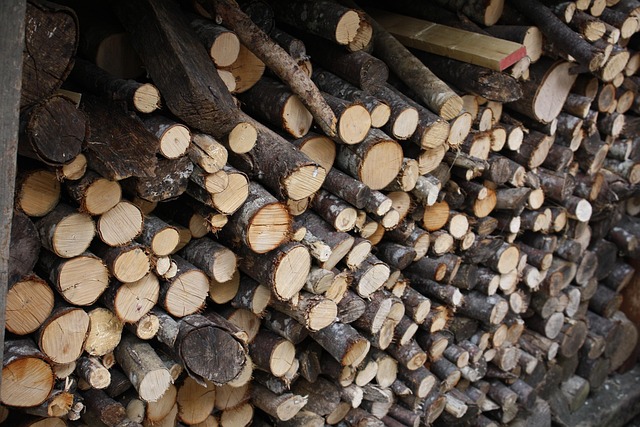 Free Wood Stumps photo and picture